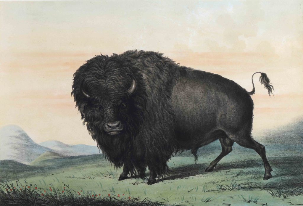 Hand-colored lithograph, circa 1844-45

U.S. Embassy London, United Kingdom

George Catlin

American, 1796-1872

In 1830, George Catlin traveled with famous explorer William Clark up the Mississippi River. For the next nine years, Catlin painted, wrote about, and interacted with the more than fifty Plains Indians nations he encountered. Westward expansion had not yet begun when he began his journey, so his interactions took on a diplomatic character.

Catlin’s paintings were instrumental in generating early, positive impressions of Native American cultures and the North American landscape for American and European audiences.

This first edition set of thirty-one prints was gifted to the U.S. Embassy in London in 1965.
